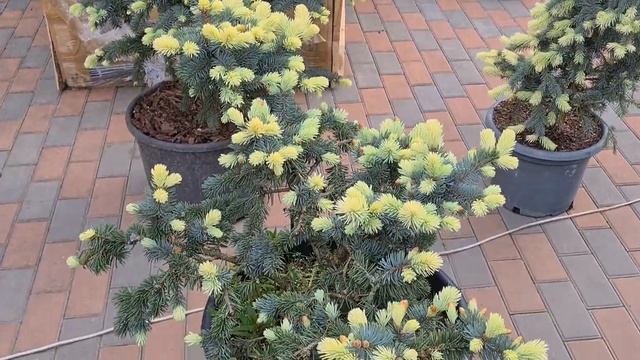 Ели с бежево -кремовыми приростами разных сортов Биал? смотреть онлайн