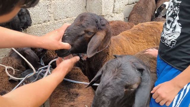 СУРХОНДАРЁ УЗУН ЖУМА БОЗОРИДАН КУ́ЧКОР КУ́ЗИ НАРХЛАРИ