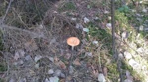 Грибы