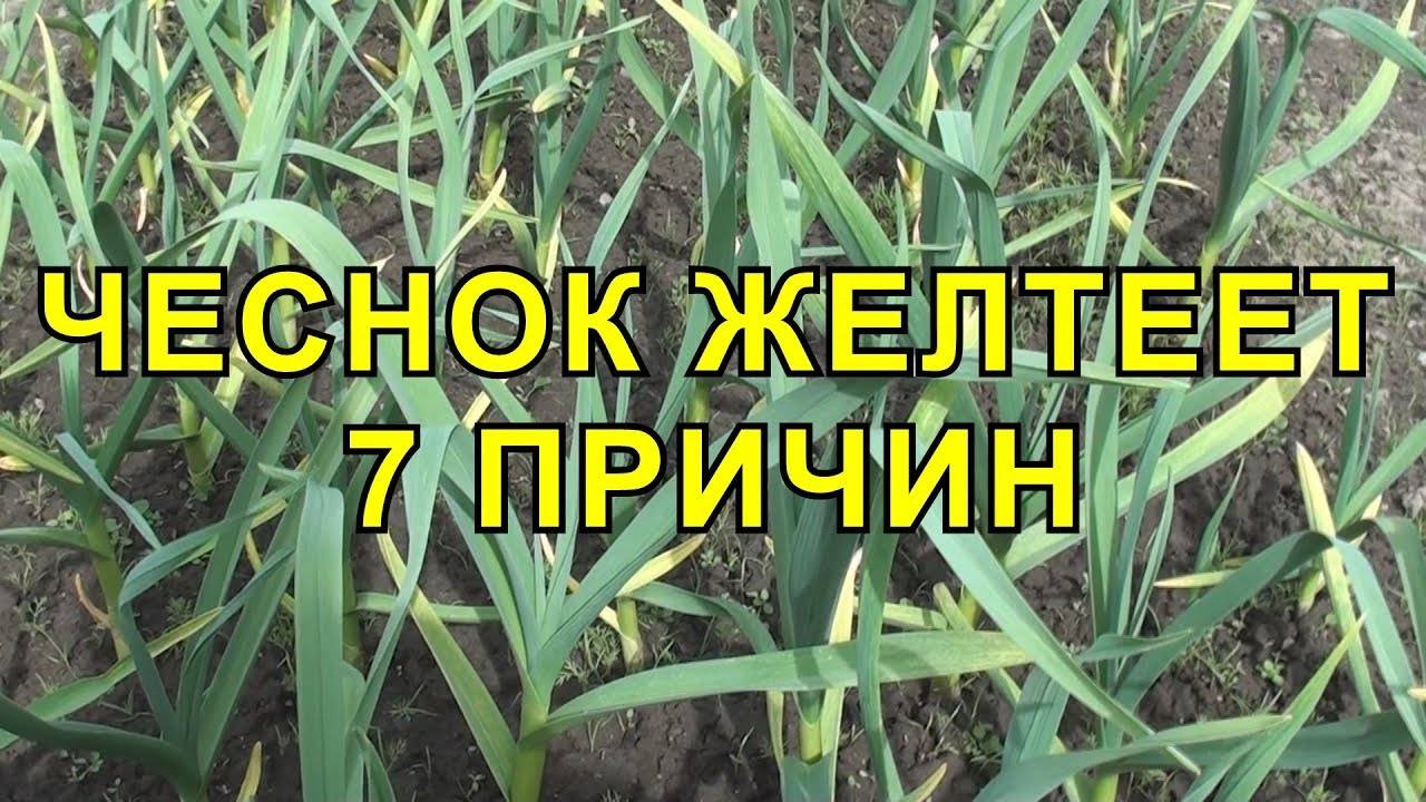 ЧЕСНОК ЖЕЛТЕЕТ! 7 Причин ПОЧЕМУ это Происходит