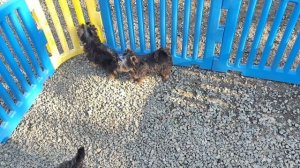 Мальчики Йорки гуляют!