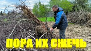 РАССАДА ТАБАКА ЗАМОРОЗКИ пережила, а РОЗЫ нет. Избавляемся от ТАБАЧНЫХ СТЕБЛЕЙ