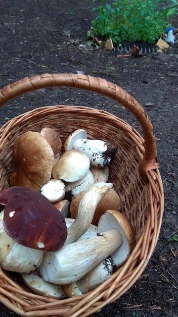 Тихая охота#грибы #ленинградскаяобласть #музыка #гриб? смотреть онлайн