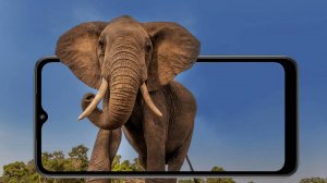 О редких животных мира: Живая гора - Слон