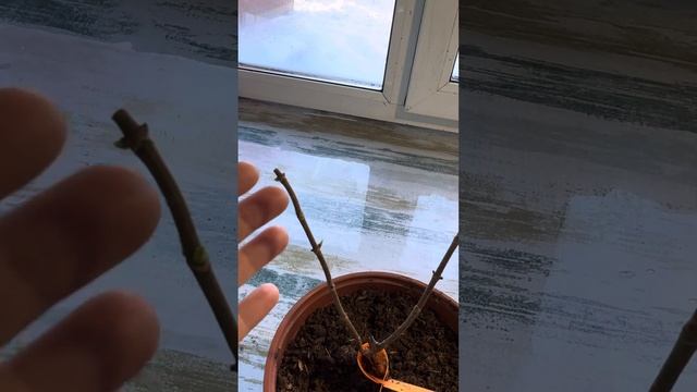 Живы или не живы 🪴саженцы мет.гортензии 🌸вот в чем в? смотреть онлайн