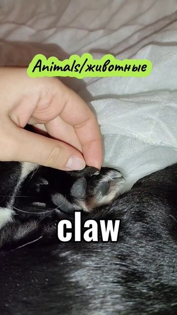 Сколько слов вы узнали? #английский смотреть онлайн