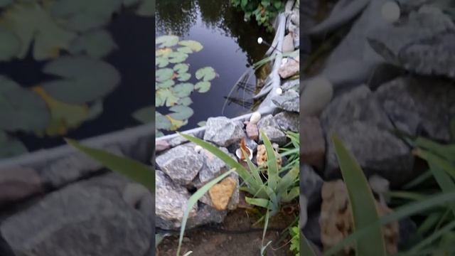 Метельчатые гортензии смотреть онлайн