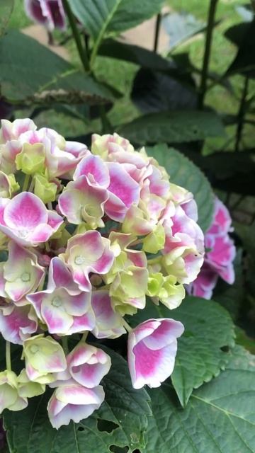 Огляд на великолистову гортензію Dali. #гортензія #квітн смотреть онлайн