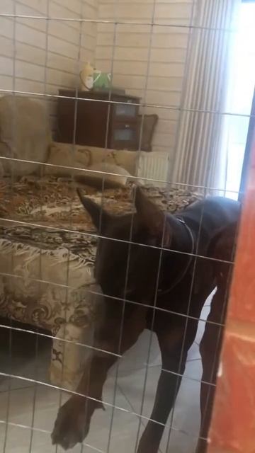 Борец за свободу #доберман #собака #домашниеживотные #? смотреть онлайн