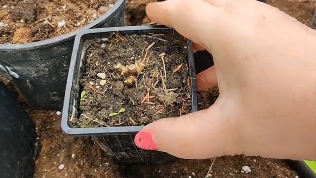 Резать на одну почку гортензию ,погубить ? Уверенные п? смотреть онлайн