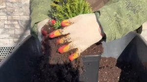 Перевалка Туя Западная Смарагд С3-С5