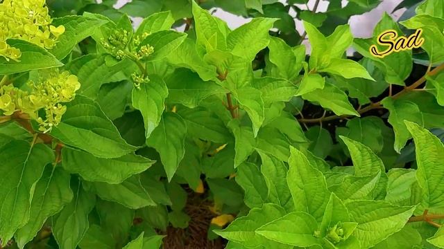 Не оставляет равнодушной меня и Гортензия на участке. смотреть онлайн