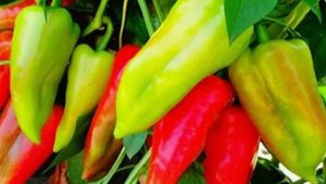 Как избежать проблем при ранней посадке рассады перцев в холодную теплицу - высаживаю в кашпо