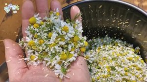 Ромашка аптечная...Польза настоя...