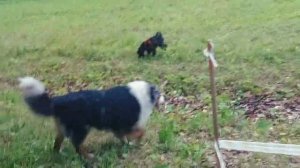 Мячик с вкусняшками