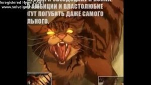 Чему научили меня коты воители.