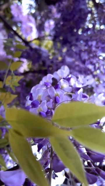 #Wisteria #глициния #shorts #Lubin смотреть онлайн