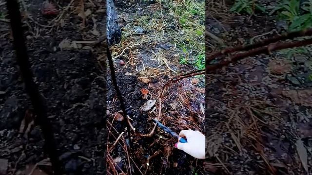 Весенняя обрезка гортензии для нормировки и черенков? смотреть онлайн