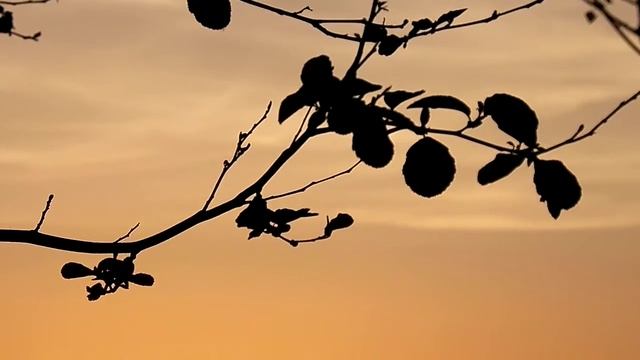 ДОБРЫЙ ВЕЧЕР Силуэт листвы смотреть онлайн