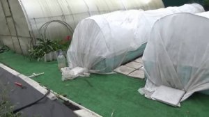 Чем ближе лето, тем холоднее! Обзор огорода и погоды 29 мая.