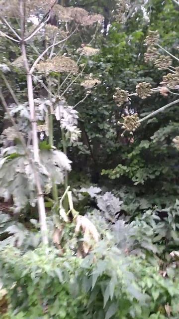 4 метровый борщевик 🌴 смотреть онлайн