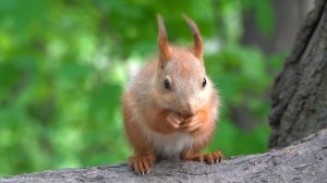 Бельчата - близнецы. Зарисовка