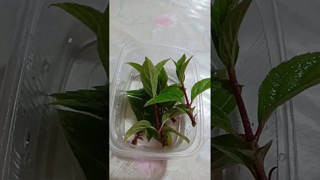 Черенки гортензии ожили!!!Спасибо!!!! смотреть онлайн