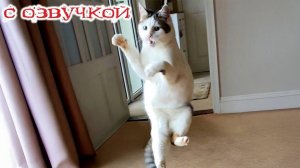 Приколы с котами! С ОЗВУЧКОЙ! - Смешное видео про котов! САМЫЕ смешные животные!