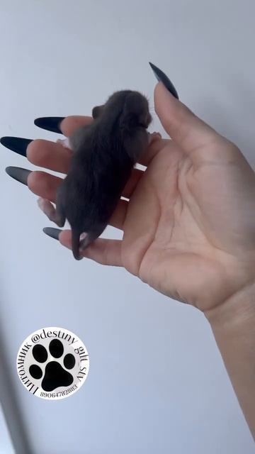 Есть свободные малыши 🐭 доставка по всей России ❣️ #? смотреть онлайн