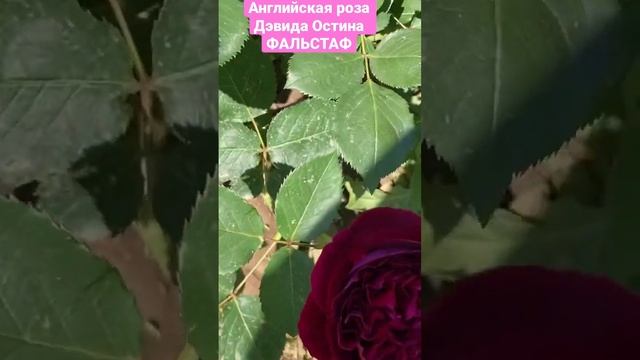 Английская роза Дэвида Остина Фальстаф
