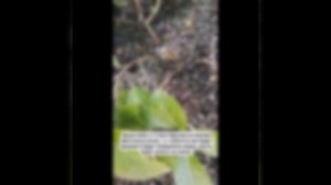 Как правильно обрезать крупнолистную гортензию осень