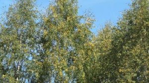 береза желтеет