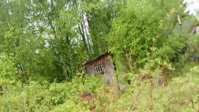 Посадили картошку у бабушки на даче на первой грядке.