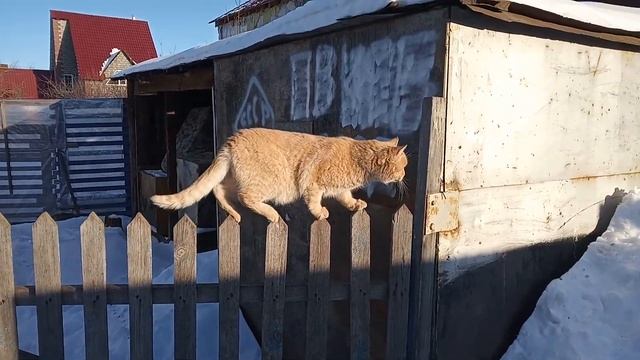 Кот гуляет по забору смотреть онлайн