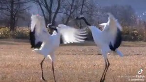 Танец стерхов 😍. В Якутии есть поверье,кто увидит тан?