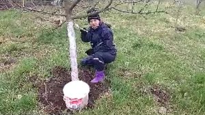 уход за деревьями 16.04.2025