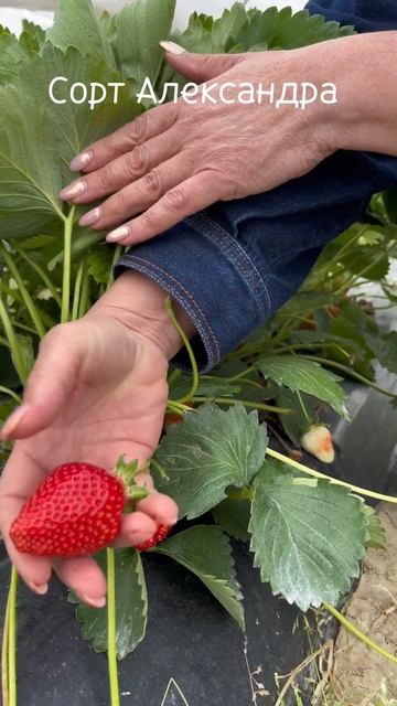 Александра смотреть онлайн