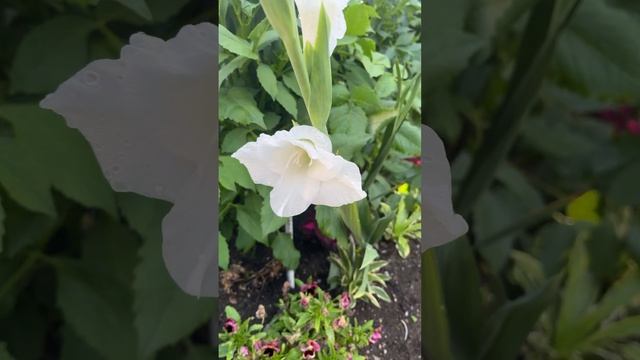 Цветочки у меня в садочеке #гладиолусы #георгины #астр? смотреть онлайн