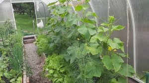 Как я поливаю огурцы в теплице.