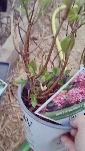 #гортензиядревовидная #Annabelle #ruby #sweet #bellaragazza #blanchetta #сад смотреть онлайн