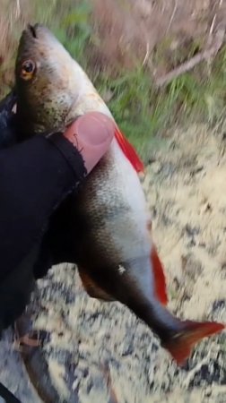 Боковой кивок Рыбалка с killer fish 🐟