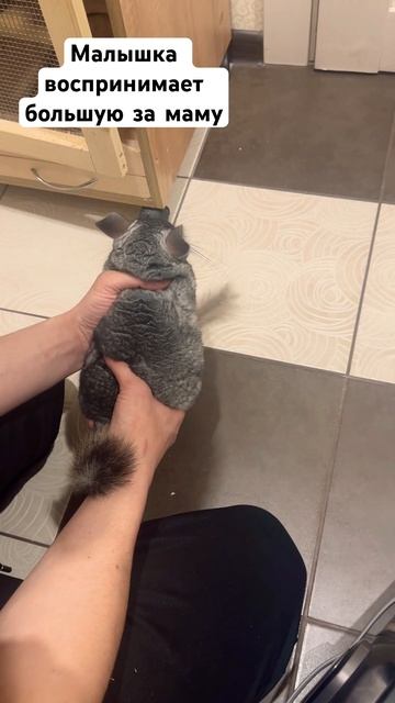 Шиншилловоды,подскажите,пожалуйста,есть ли у кого-то ? смотреть онлайн