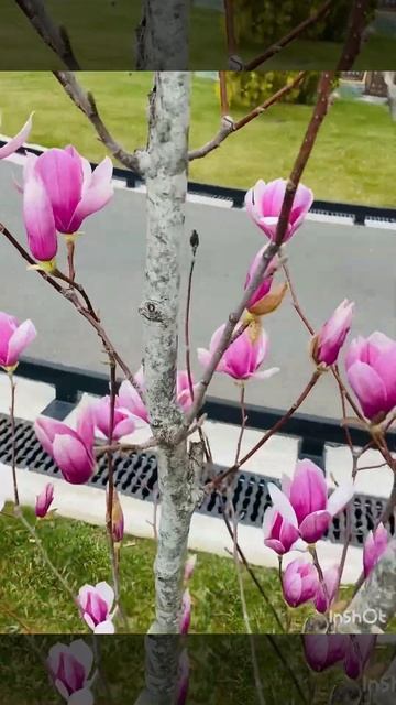 Редкое дерево!Тюльпанное! #sorts #редкие смотреть онлайн