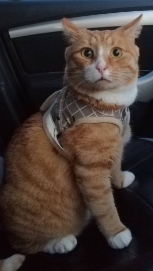 кот на диване