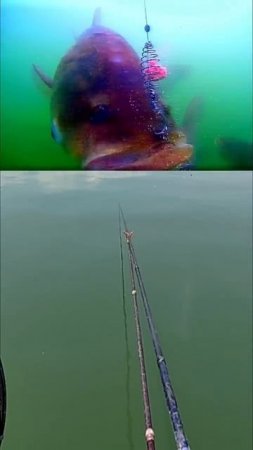 Ловля толстолобика подводная камера