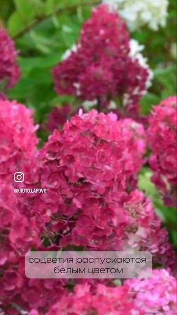 Гортензия Самарская Лидия. Секреты роскошного цветен? смотреть онлайн