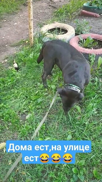 вечно голодна,дома ест,на улице ест,собака обьедака смотреть онлайн