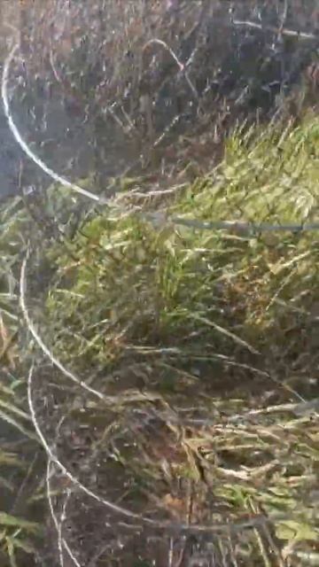 рыба, которая находится в красной книге смотреть онлайн