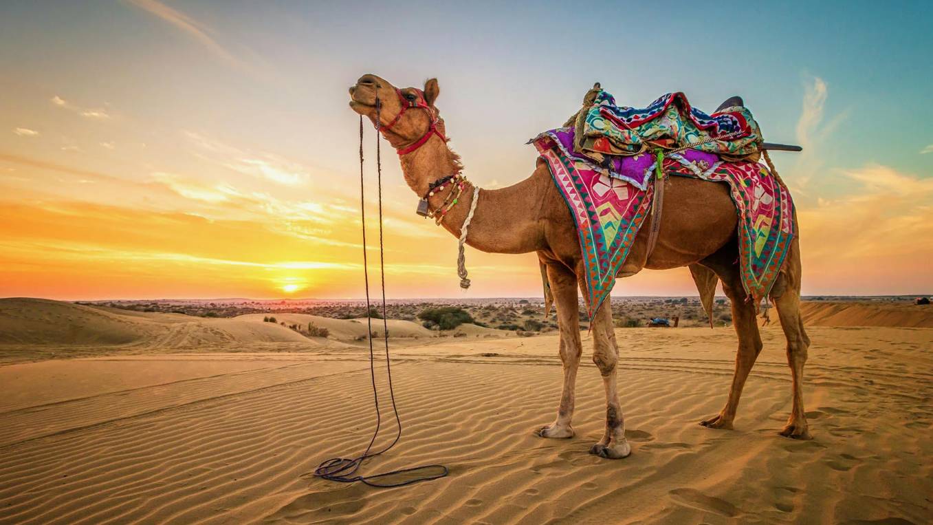 О редких животных мира: Кладовые Верблюда смотреть онлайн