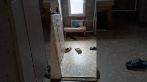Альфа тоже хочет гулять